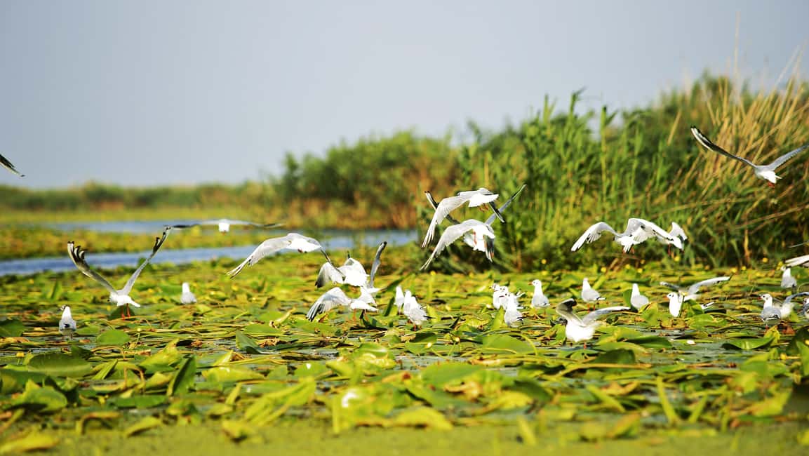 image n.4 of From Bucharest: Day Trip to Danube Delta activity in Tulcea County, uploaded by supplier