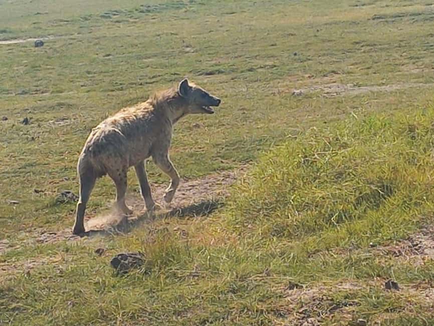 image n.18 of DAY TRIP AMBOSELI NATIONAL PARK FROM NAIROBI BUDGET SAFARI. activity in Central Kenya, uploaded by supplier