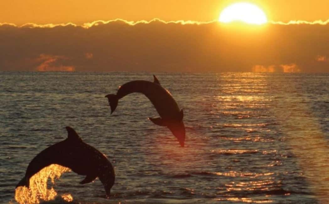 Immagine nº 3 di 3 ore di osservazione dei delfini al tramonto con bevande illimitate + cena attività a Istarska, caricata dal fornitore