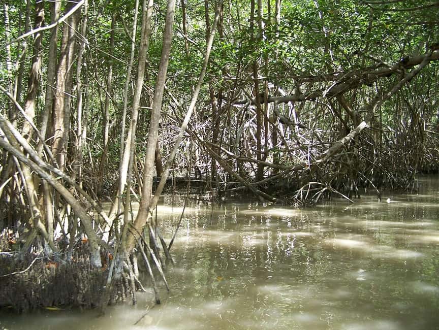 image n.20 of Merida: Celestun Boat Ride Mangrove Experience! Beach Time activity in Celestún, uploaded by supplier