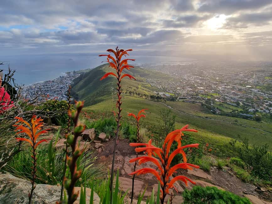 image n.21 of Cape Town: Table Mountain Hike with an Expert Guide activity in Cape Town, uploaded by supplier