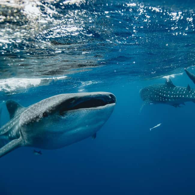 image n.6 of Whale Shark swimming ocean safari all included tour activity in Quintana Roo, uploaded by supplier