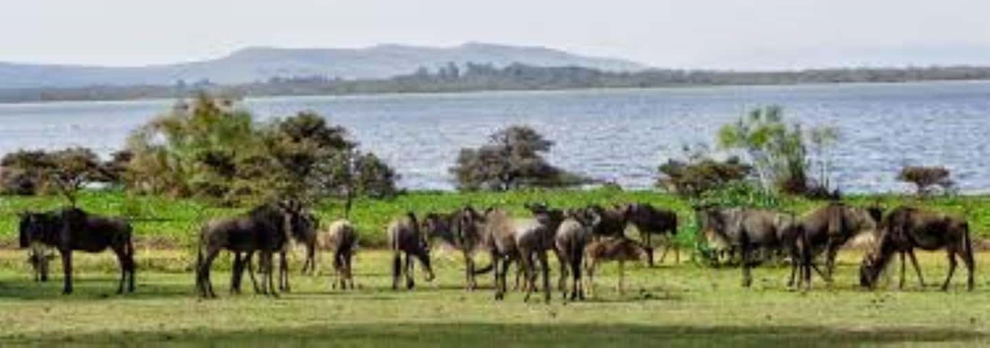 image n.58 of From Nairobi:Full Day Tour to Hell’s Gate National Park activity in Nakuru, uploaded by supplier
