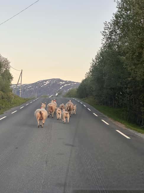 image n.13 of Narvik/Harstad:Day tour of Fjords with stop at Reindeer farm activity in Narvik, uploaded by supplier
