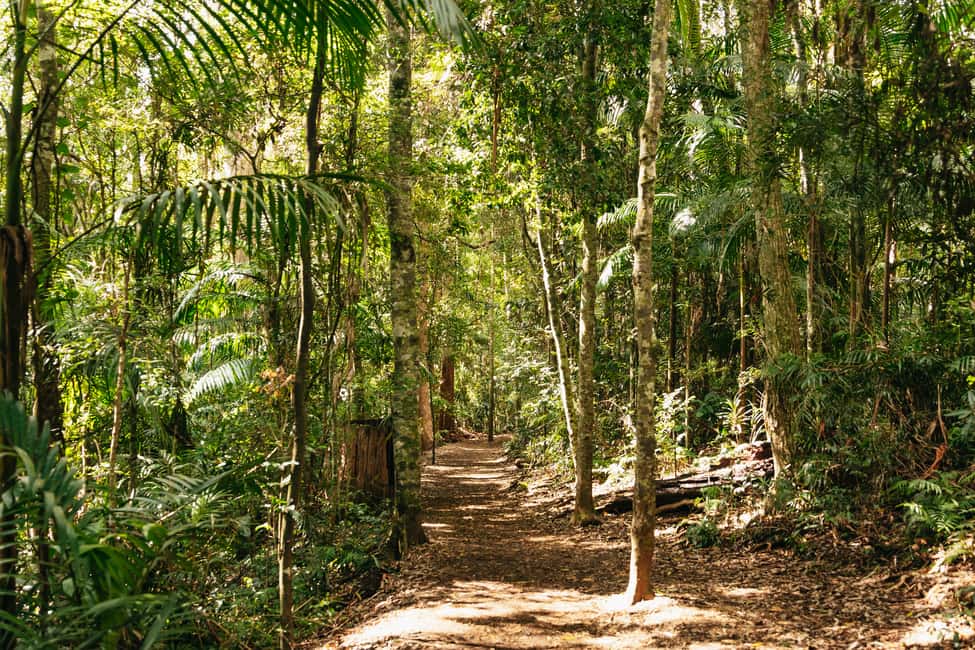 image n.4 of Brisbane: Rainforests, Waterfalls and Glow Worm Cave Tour activity in Gold Coast, uploaded by supplier