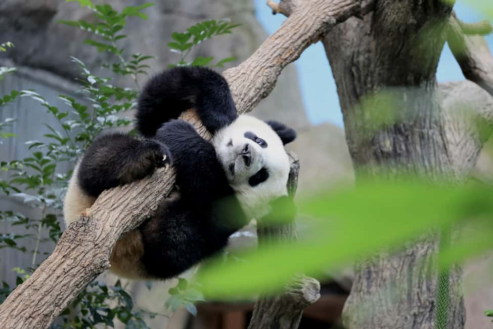 image n.5 of Singapore: Zoo & Night Safari Combos with Hotel Pick & Drop activity in Singapore, uploaded by supplier