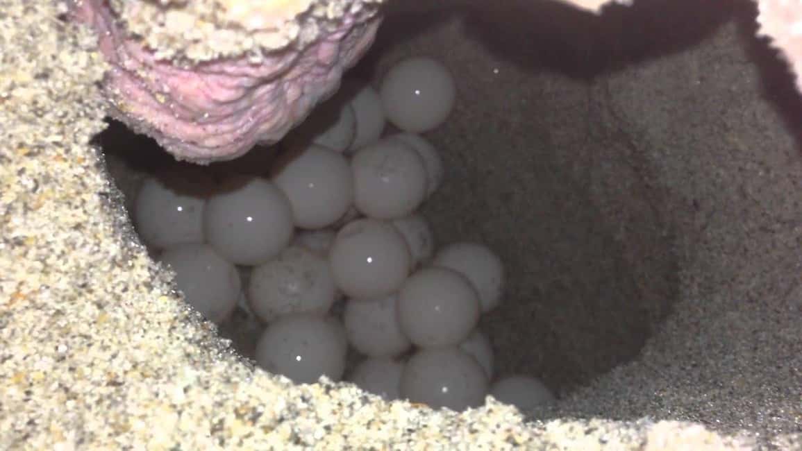 imagem n.4 de Observa as tartarugas marinhas a nidificar – Excursão noturna na Ilha Sal atividade em Sal, carregada pelo fornecedor