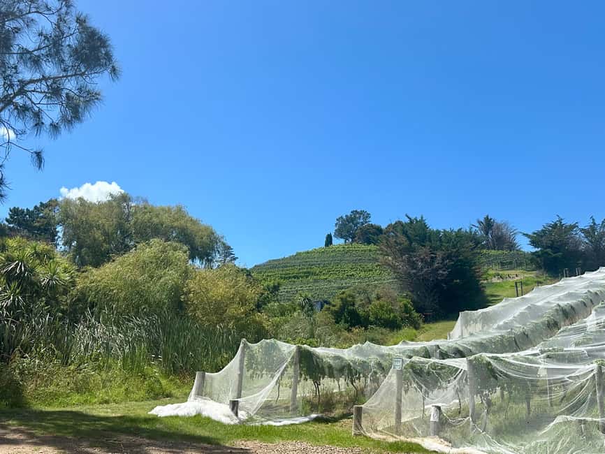 image n.16 of From Auckland: Waiheke Island Wineries' Tour activity in Auckland, uploaded by supplier