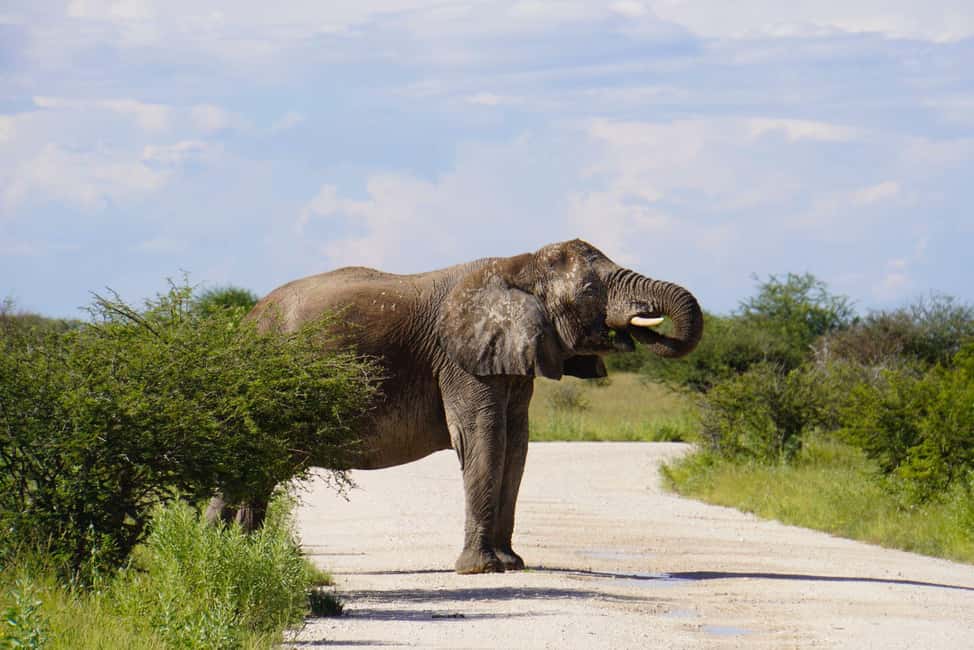 image n.11 of Etosha National Park: Full or Half-Day Game Drive activity in Oshikoto Region, uploaded by supplier