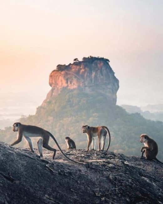 image n.3 of Sunrise or Sunset Tour to Pidurangala Rock with Scenic Views activity in Sigiriya, uploaded by supplier