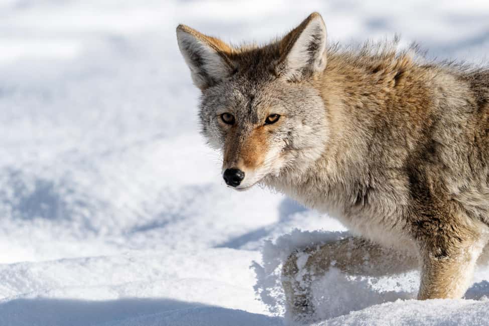 image n.17 of Yellowstone National Park: 3 Day Wildlife Photography Tour activity in Wyoming, uploaded by supplier