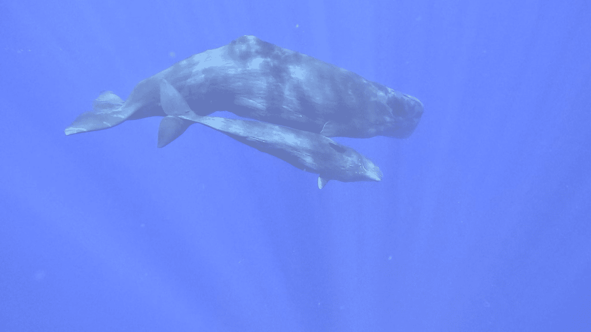 image n.8 of Whale & Dolphins Swimming - Private Speedboat Exclusive Tour activity in Mauritius, uploaded by supplier