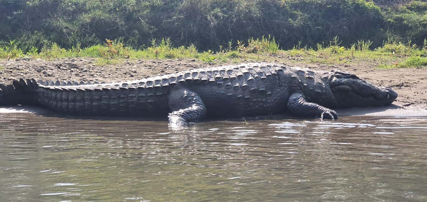 Immagine nº 7 di 3 notti 4 giorni Parco nazionale di Chitwan con pernottamento nella torre attività a Regione di Sviluppo Occidentale, caricata dal fornitore