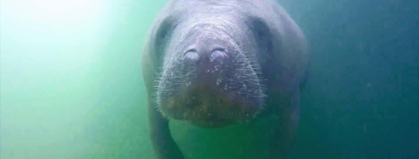 bild nr.11 av Florida Keys: Heldagsäventyr med kajak och snorkling vid korallrev aktivitet i Florida, uppladdad av arrangören
