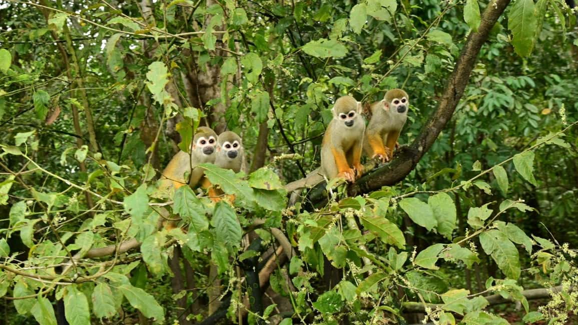 imagen n.º 8 de Manaus : Safari por el Archipiélago de Anavilhanas actividad en Región Norte, subida por el proveedor
