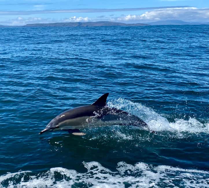 Obraz nr 9 z atrakcji Z Cork: Latarnia morska Fastnet Rock i wycieczka na wyspę Cape Clear w Connacht, przesłany przez organizatora