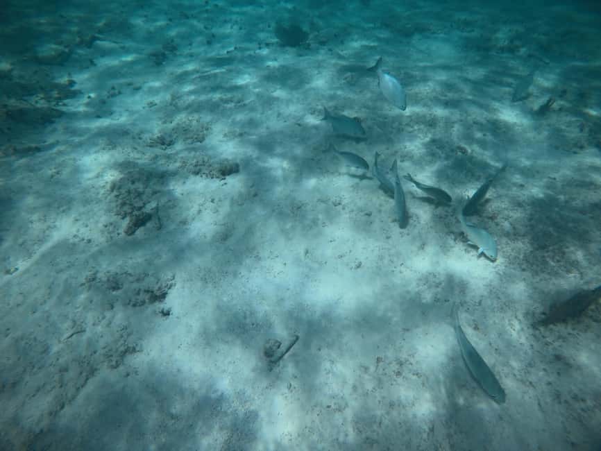 afbeelding n.20 van Akumal: Snorkelen met zeeschildpadden en koralen activiteit in Akumal, geüpload door aanbieder