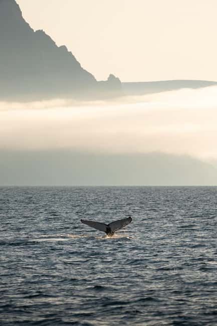 Bild Nr. 4 von Ísafjörður: Walbeobachtungstour in den Westfjorden Aktivität in Ísafjörður, hochgeladen vom Anbieter