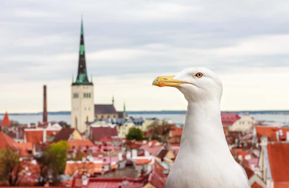 Immagine nº 10 di Tallinn: tour guidato a piedi della città vecchia attività a Tallinn, caricata dal fornitore