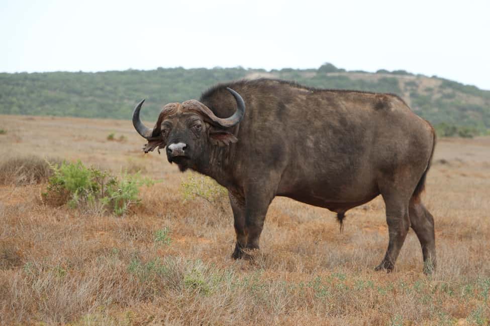 image n.12 of Addo Elephant National Park Game Drive Day Tour With Lunch activity in Eastern Cape, uploaded by supplier