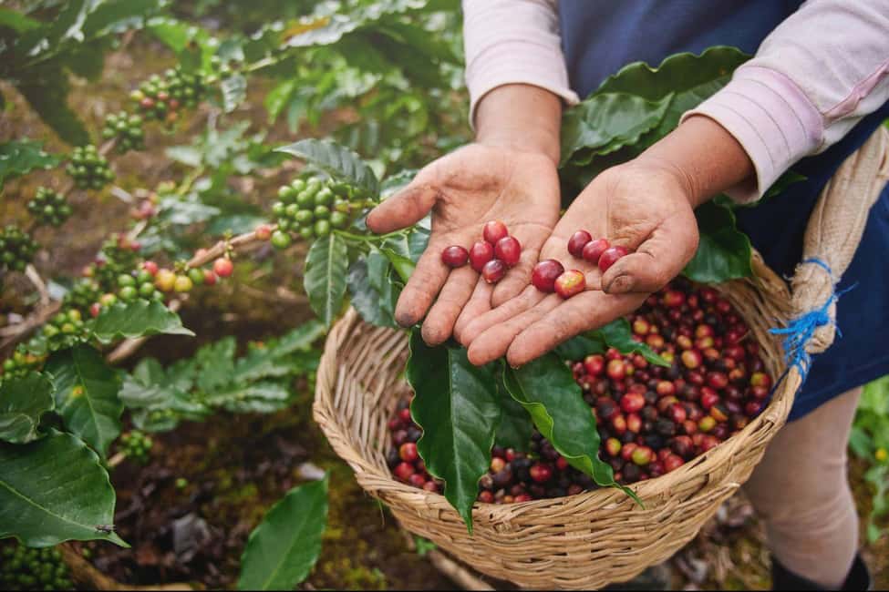 image n.2 of CANYONING and COFFEE TOUR AT LOCAL FAMILY FARM from GUATAPE activity in Guatapé, uploaded by supplier