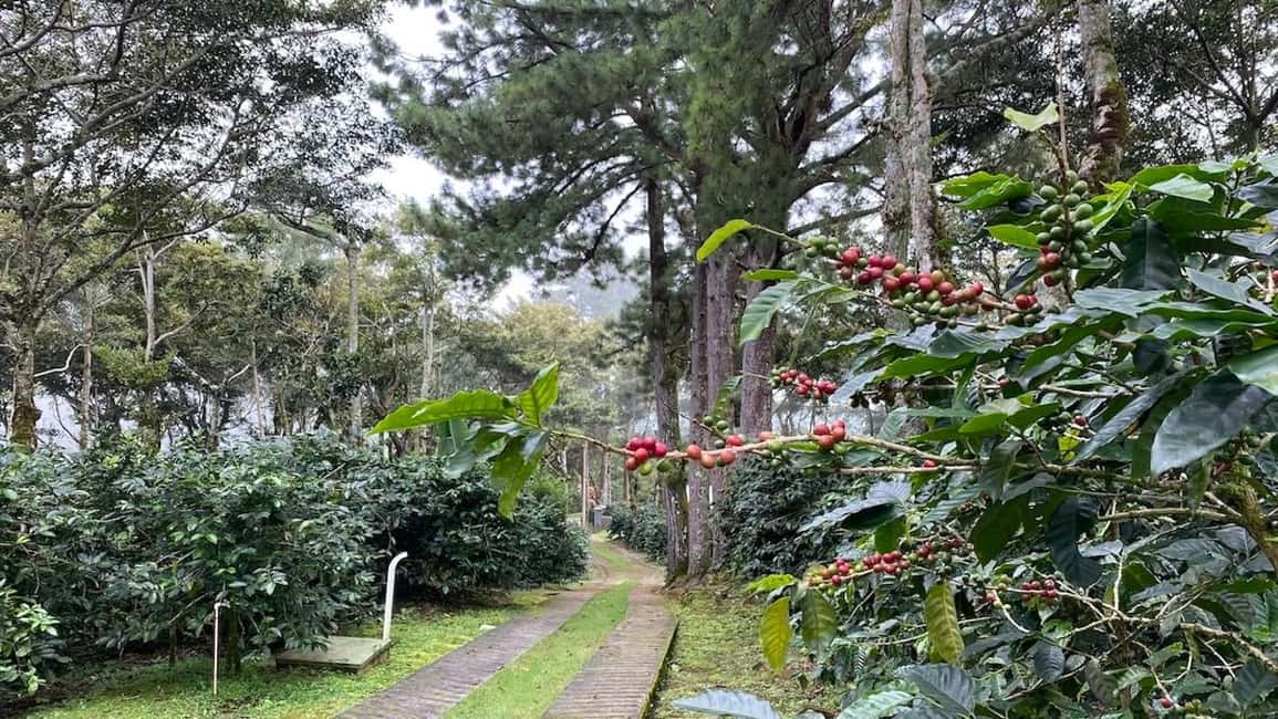 Bild Nr. 7 von Boquete, Panama: Specialty Coffee Tour Aktivität in Bajo Boquete, hochgeladen vom Anbieter