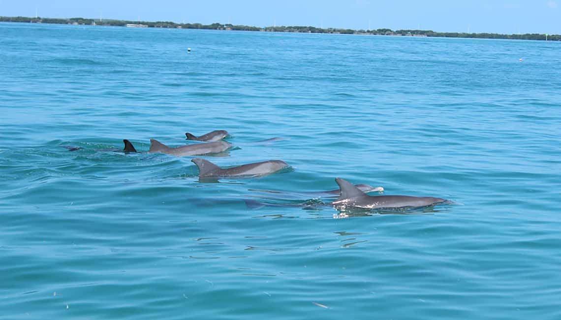 imagen n.º 1 de Eco-Tour Privado de 2 Horas actividad en Islamorada, subida por el proveedor