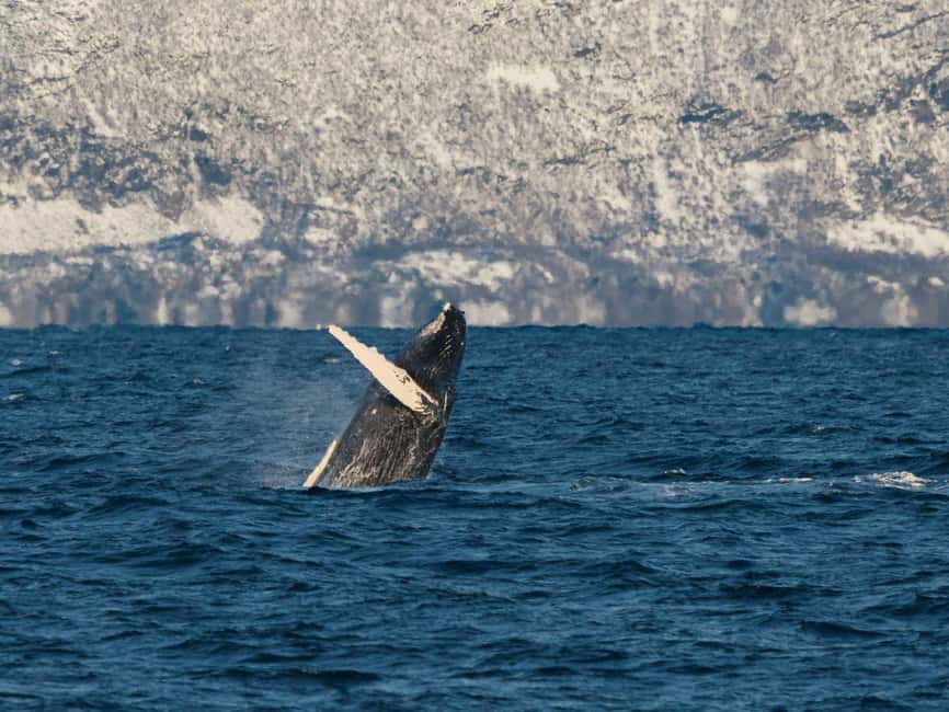 Bild Nr. 2 von Tromsø: Walbeobachtungstour mit dem Hybrid-Elektroboot Aktivität in Tromsø, hochgeladen vom Anbieter