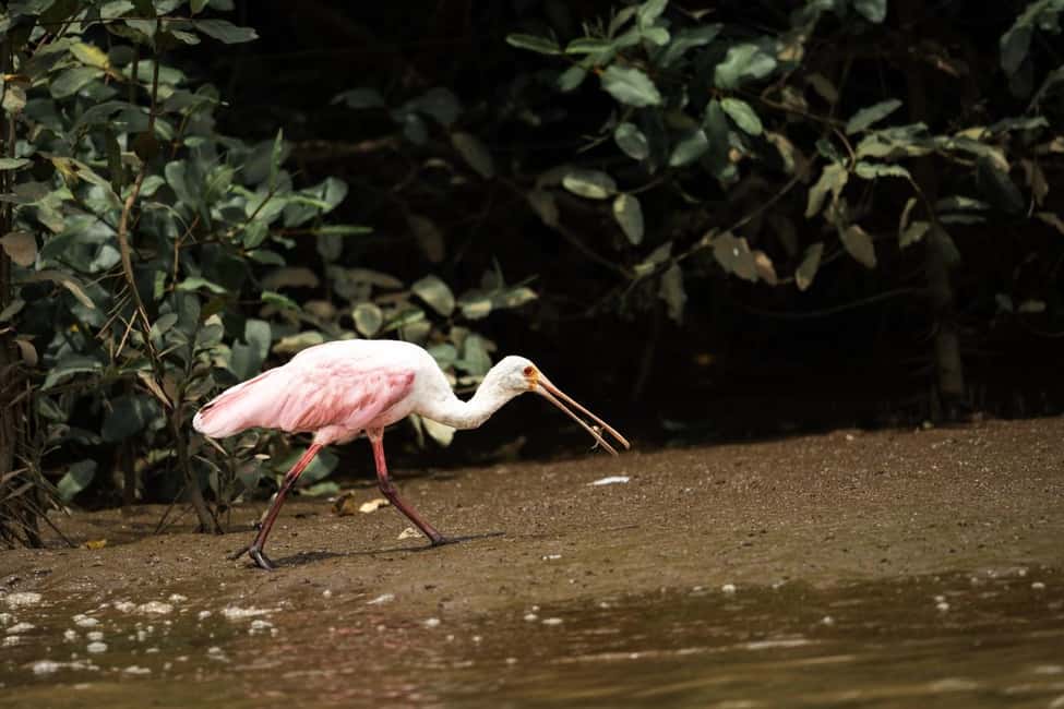 image n.17 of Tarcoles River: Jungle Crocodile Safari & Bird Watching Tour activity in San José, Costa Rica, uploaded by supplier