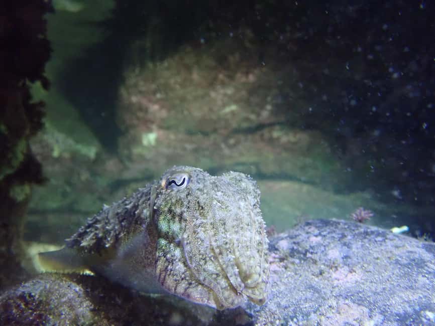 image n.5 of Night Snorkeling: An unforgettable experience! activity in Madeira, uploaded by supplier