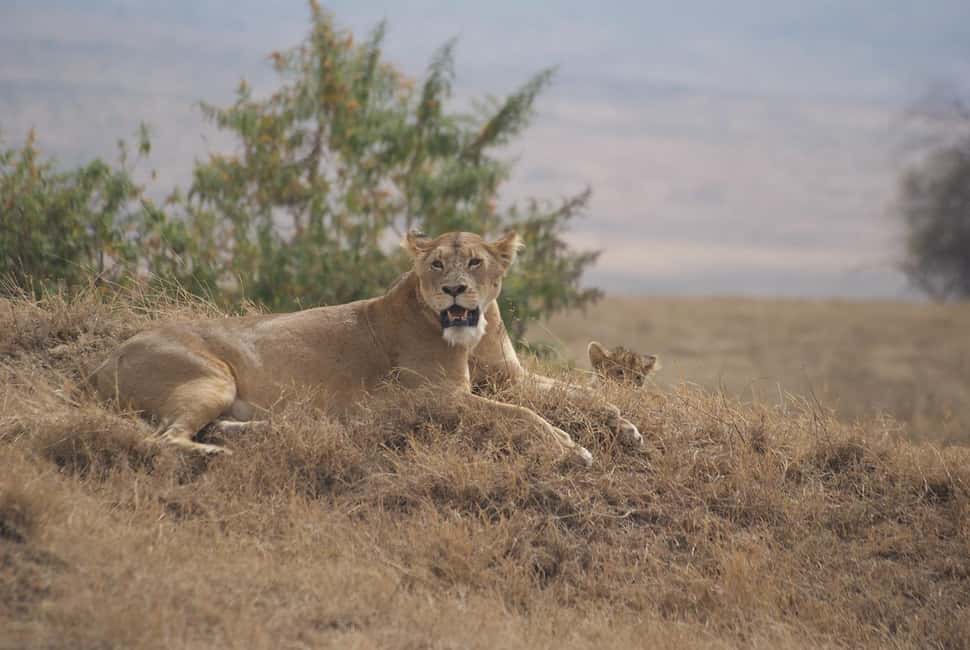 Image N°9 de Arusha : Safari en camping de plusieurs jours au Serengeti et au Ngorongoro activité à Région d'Arusha, publiée par le prestataire