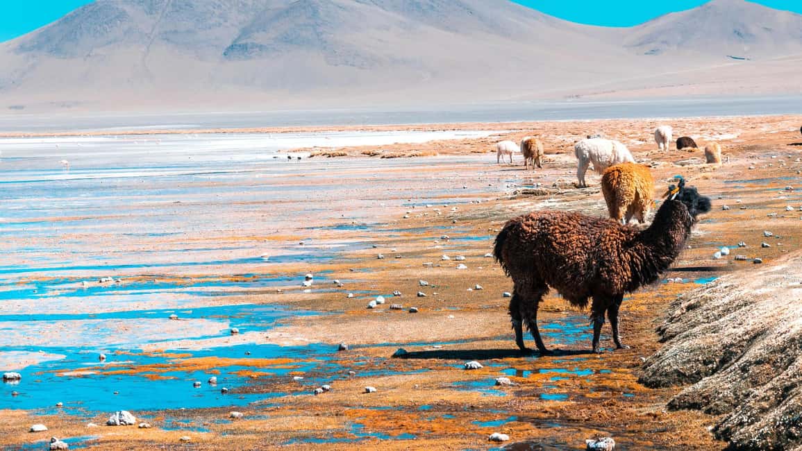 image n.11 of From La Paz: Uyuni Salt Flats & Lagoons 5-Day Tour activity in Sur Lipez Province, uploaded by supplier