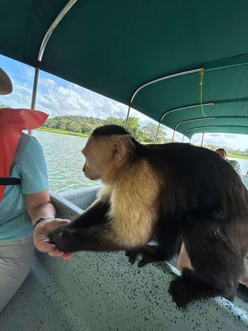 image n.16 of Panama City: Guided Jungle Adventure with Gatun Lake Cruise activity in Colón Province, uploaded by supplier