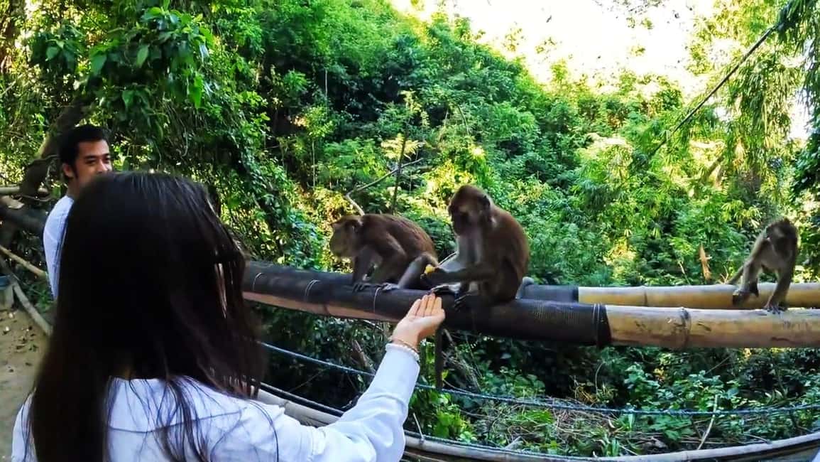 imagem n.9 de Oslob: Observação de tubarões-baleia, Ilha Sumilon e observação de macacos atividade em Oslob, carregada pelo fornecedor