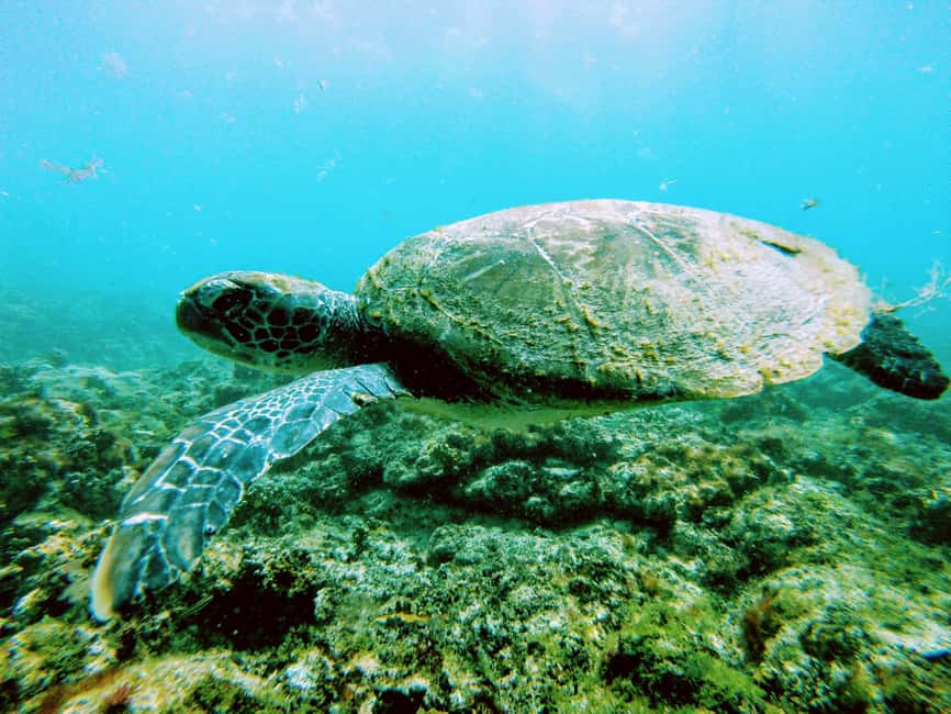 imagem n.10 de Passeio de snorkeling com guia local certificado atividade em Pedra de Lume, carregada pelo fornecedor