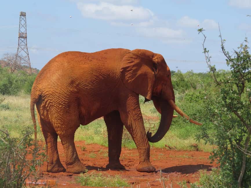 image n.5 of Mombasa: Tsavo East National Park Day Trip with Lunch activity in Coast Province, uploaded by supplier