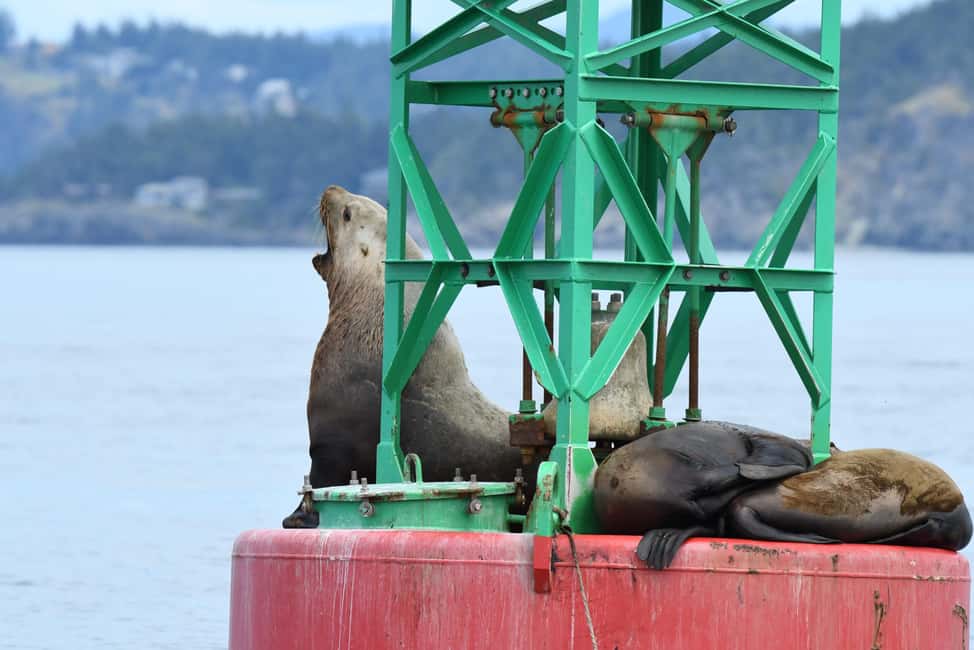 image n.5 of Anacortes: Full Day Whale/Wildlife Tour; Friday Harbor Stop activity in Anacortes, uploaded by supplier