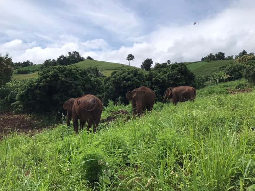 image n.45 of Chiang Mai: Elephant Sanctuary & Waterfall Group Tour activity in Chiang Mai, uploaded by supplier
