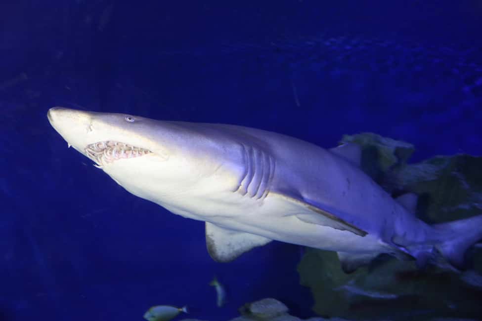 Image N°14 de Kuala Lumpur : billet d'entrée à Aquaria KLCC activité à Kuala Lumpur, publiée par le prestataire
