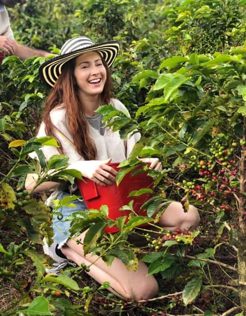 image n.4 of Medellín Coffee Farm Tour with Trolley and Cable Car Ride activity in Medellin, uploaded by supplier