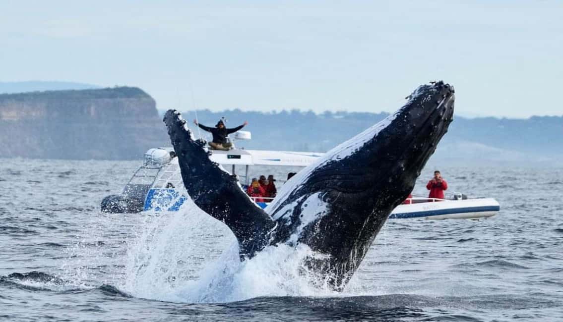 image n.18 of Byron Bay: Whale Watching Cruise with a Marine Biologist activity in New South Wales, uploaded by supplier