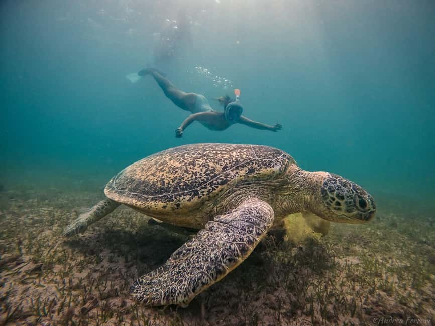 Bild Nr. 21 von Madagaskar: Nosy Sakatia Kreuzfahrt mit Riesenschildkröten Aktivität in Andilana, hochgeladen vom Anbieter