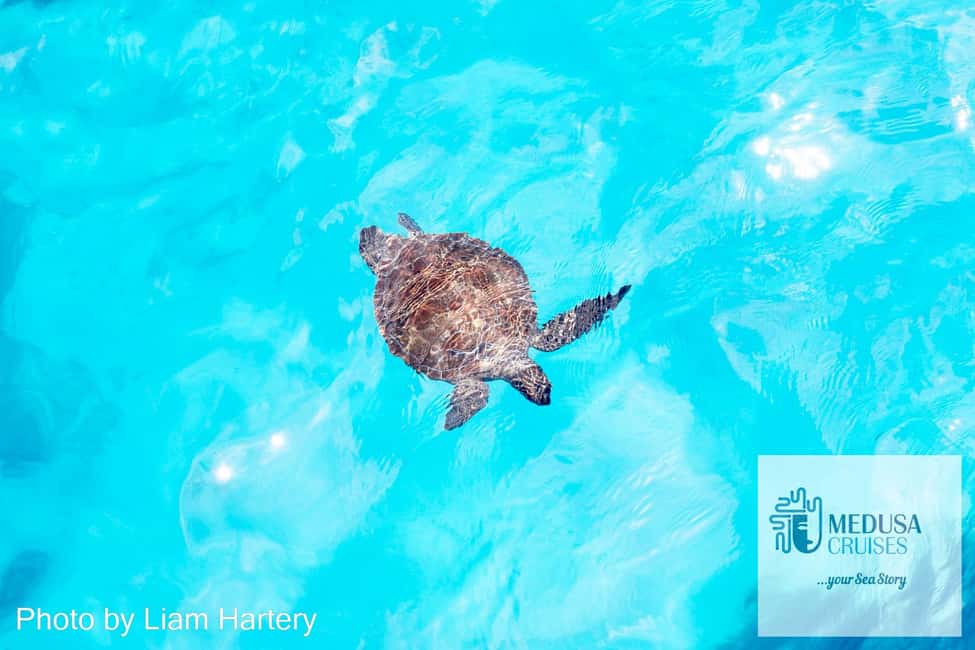 image n.25 of Protaras: Medusa Chill-Out Cruise to Blue Lagoon & Sea Caves activity in Ayia Napa, uploaded by supplier