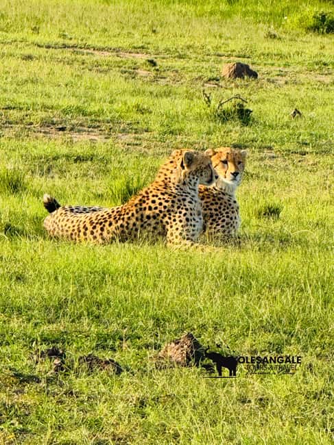 image n.4 of From Nairobi to Masai Mara Reserve & Village visit Day trip activity in Central Kenya, uploaded by supplier