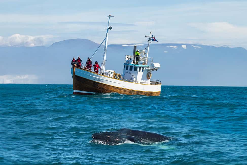 imagen n.º 1 de Húsavík: Excursión familiar y guiada de avistamiento de ballenas actividad en Norðurland Eystra, subida por el proveedor