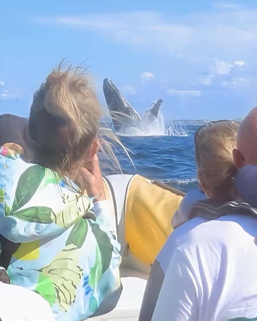 image n.10 of Noosa: Humpback Whale Watching Tour activity in Noosa Heads, uploaded by supplier