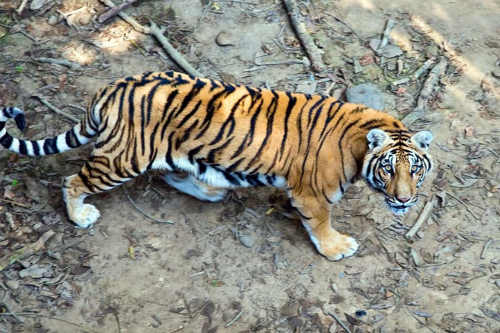 image n.34 of From Kathmandu/Pokhara: 3 Day All-Inclusive Chitwan Safari activity in Pashchimanchal, Western Region, uploaded by supplier