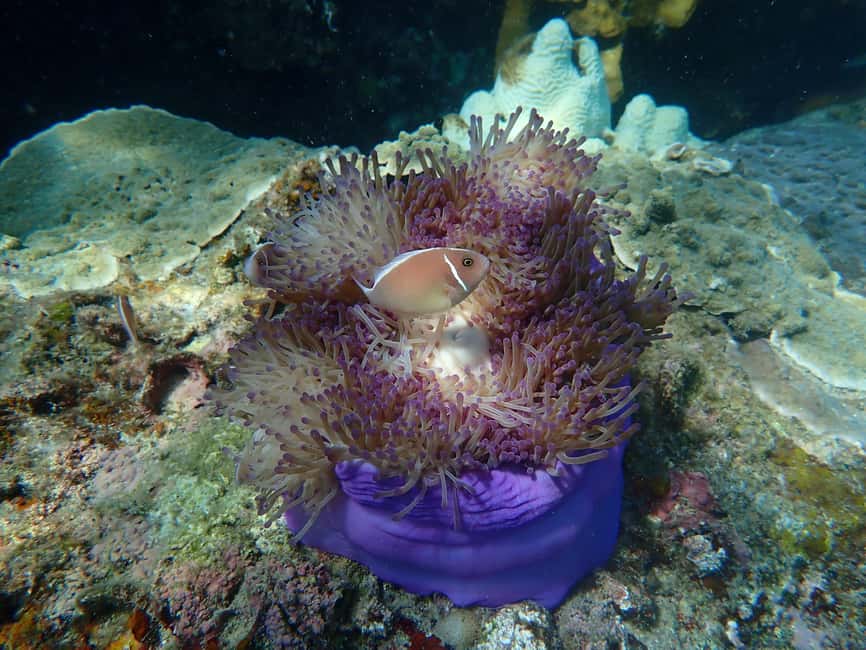 billede nr.19 af aktiviteten Koh Tao: Snorkeltur til øen Nang Yuan og skjulte bugter i Thailandbugten, uploadet af udbyder