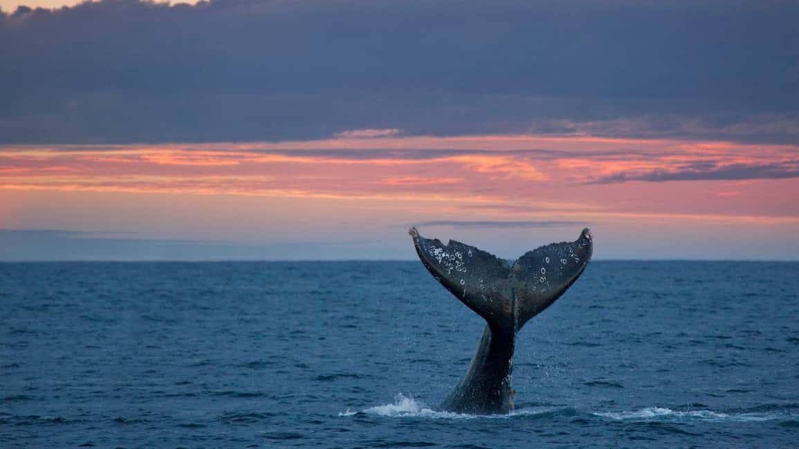 image n.1 of Whale Watching in La Paz – Gray Whale Encounter activity in Baja California Sur, uploaded by supplier