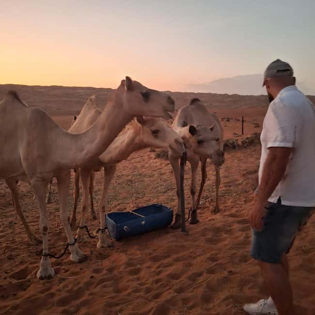 Immagine nº 3 di Muscat: giro in cammello al tramonto nel deserto di Bidiya con trasferimento attività a Regione al-Sharqiyya, caricata dal fornitore